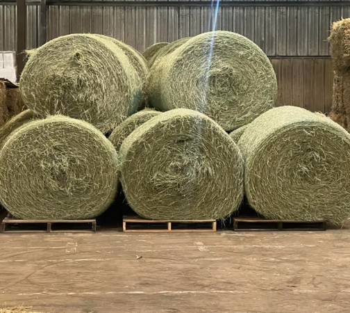 Alfalfa Hay