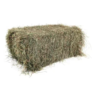 Alternative view of Bermuda Hay