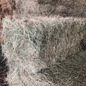 Bermuda Hay