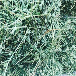 Alternative view of Alfalfa Hay