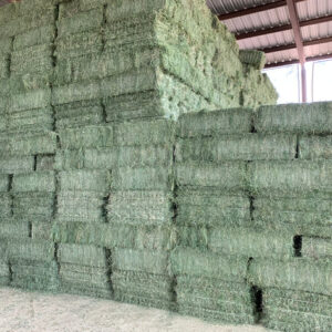 Alfalfa Hay - Image 3