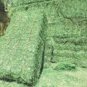 Alfalfa Hay - Image 6