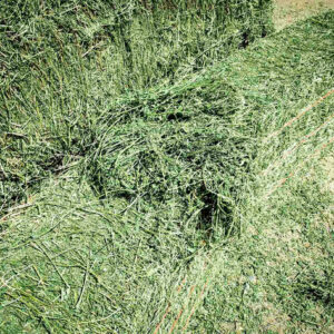 Alfalfa Hay - Image 7