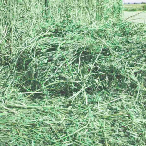 Alfalfa Hay - Image 8