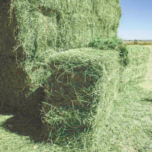 Alfalfa Hay - Image 9