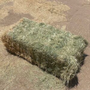 Coastal Bermuda Hay - Image 3