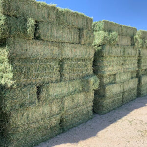 Alfalfa Hay - Image 4