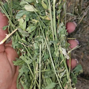 Alfalfa Hay - Image 5